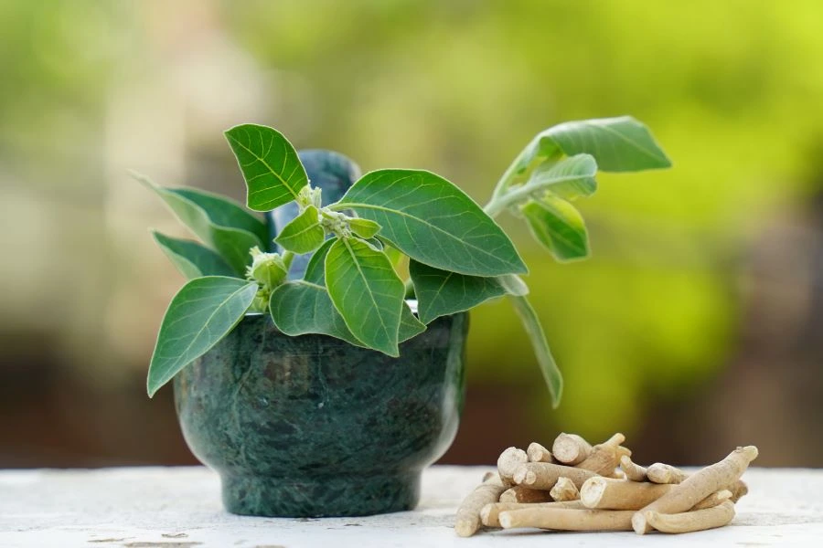 Ashwagandha roots and leaves